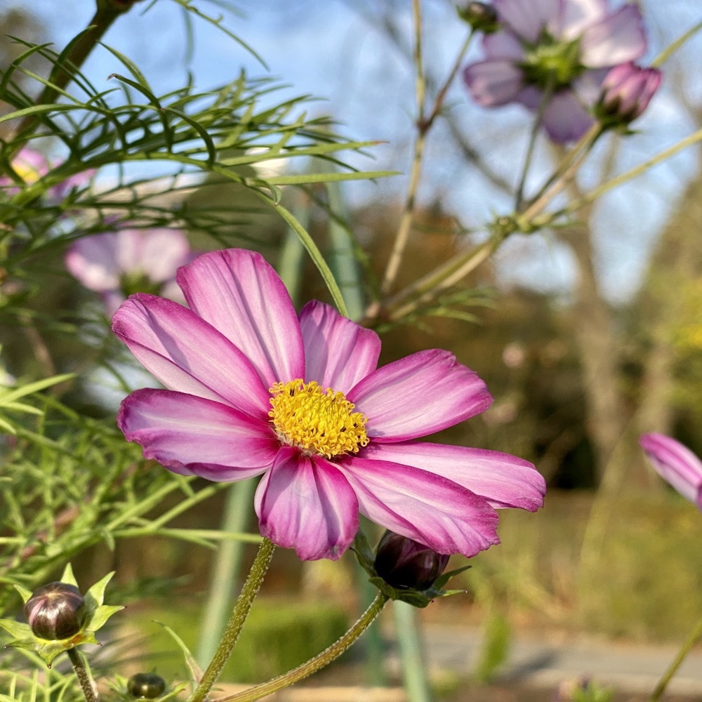 A flower in Grugapark