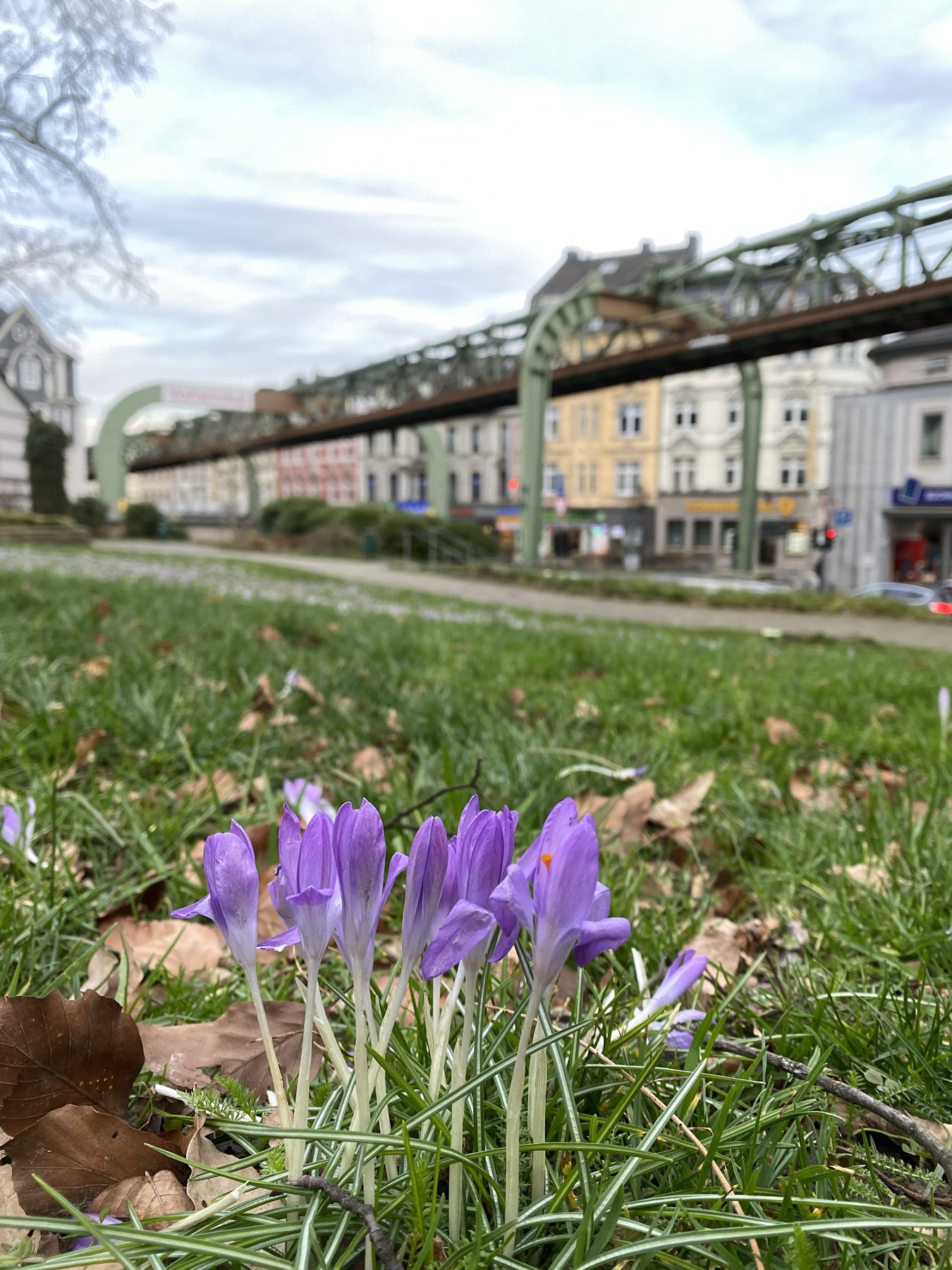 Flowers in Wuppertal, Germany, with view on the Schewebebahn in the background