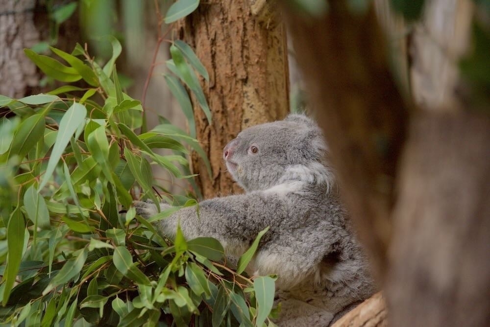 Koala behind trees - Koala zwischen Bäumen
