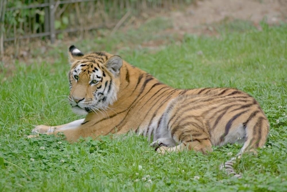 Young tiger in the grass - Ein junger Tiger im Grass