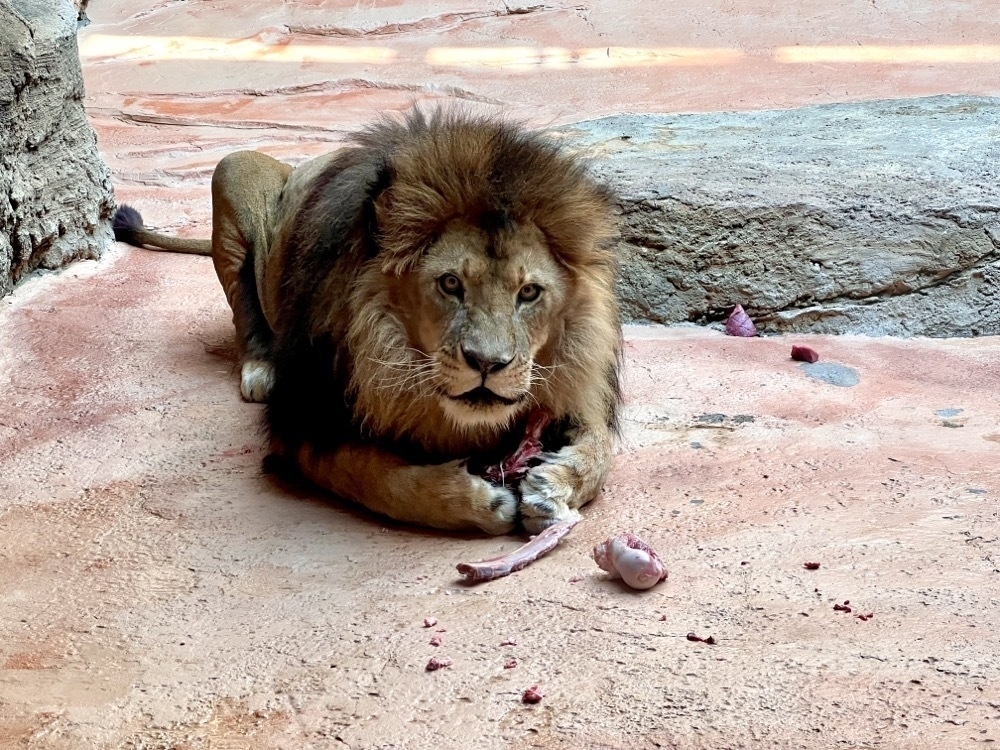 A male Lion eating