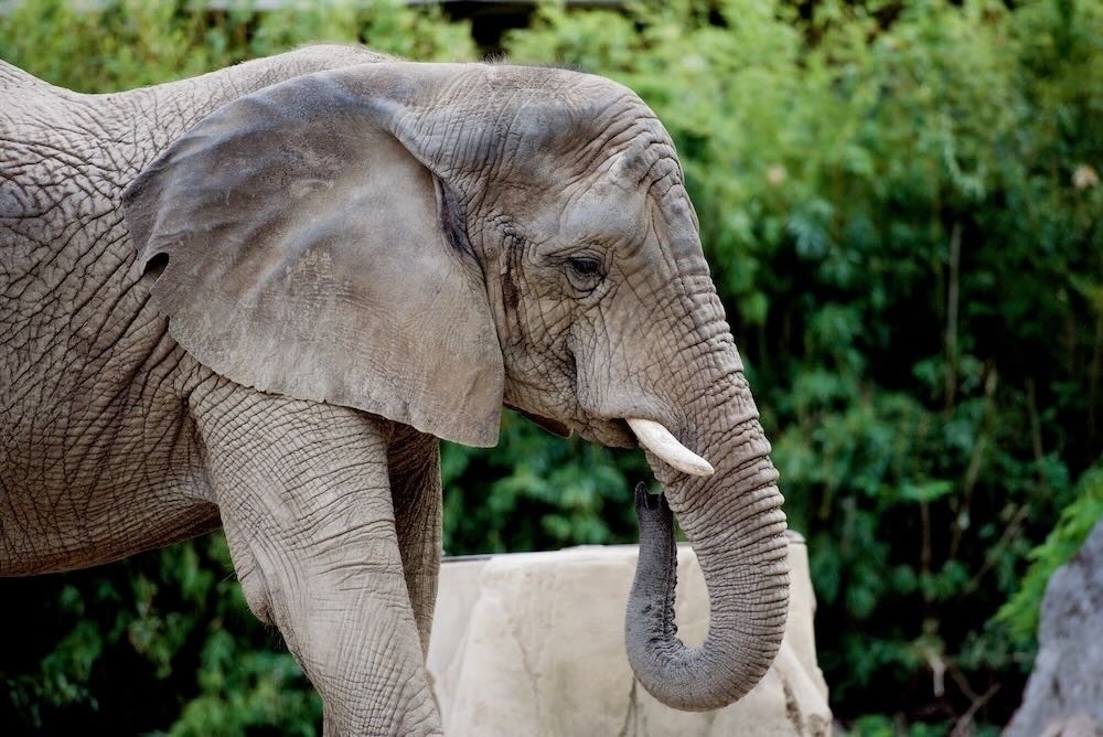 An elephant - Ein Elefant