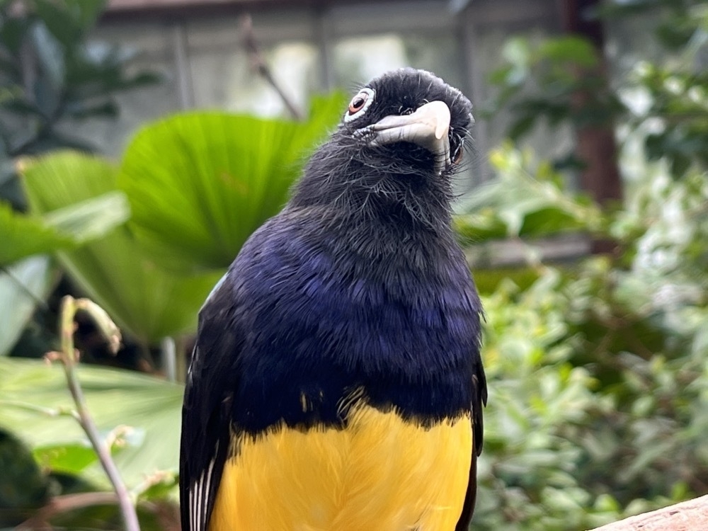 A blue and yellow bird