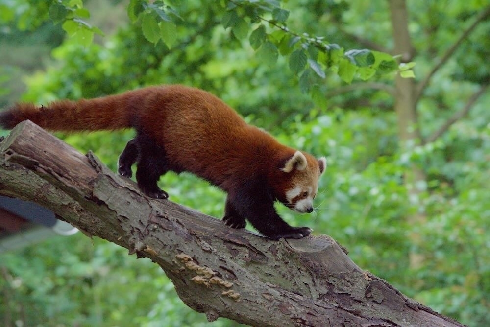 Red panda climbing across a tree - Ein roter Panda klettert auf einem Baumstamm