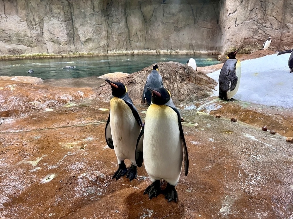 Two Emperor Penguins