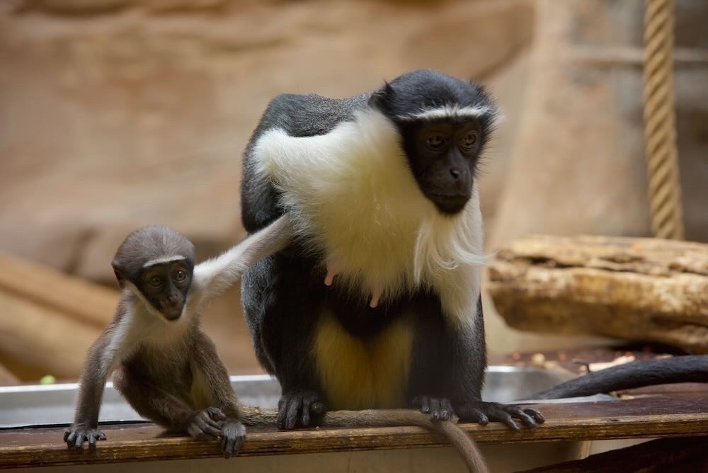 A guenon with its baby - Meerkatze mit Kund