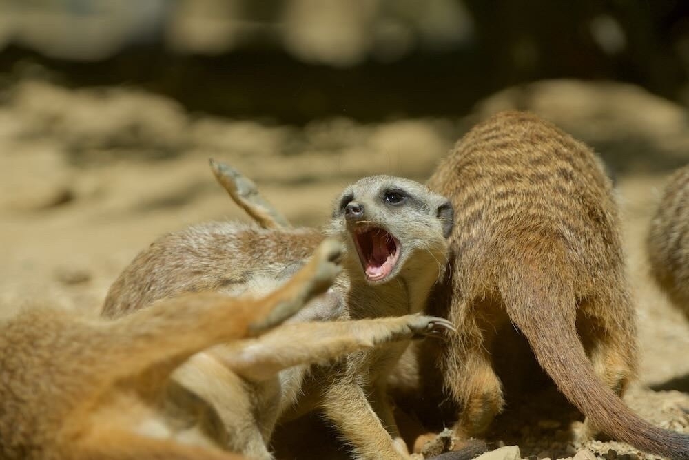 Meerkats playing - Spielende Erdmännchen