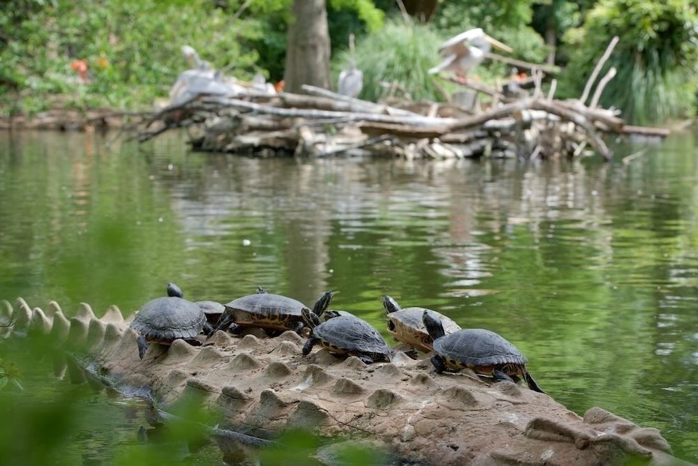 Tortoises on a Lake - Schildkröten auf vor einem See