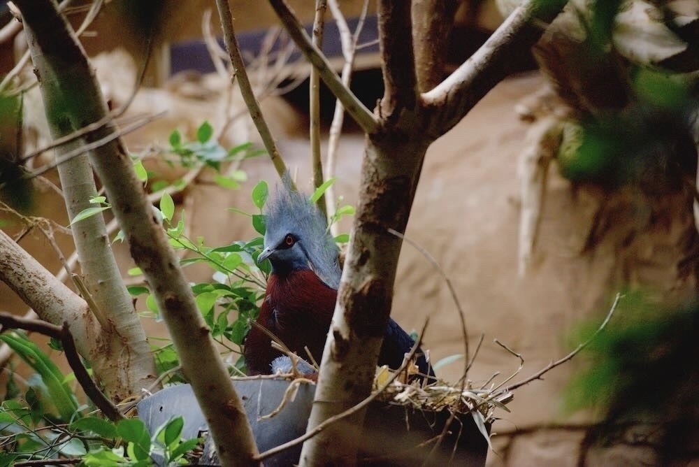 A red-and-blue bird - Ein bunter Vogel