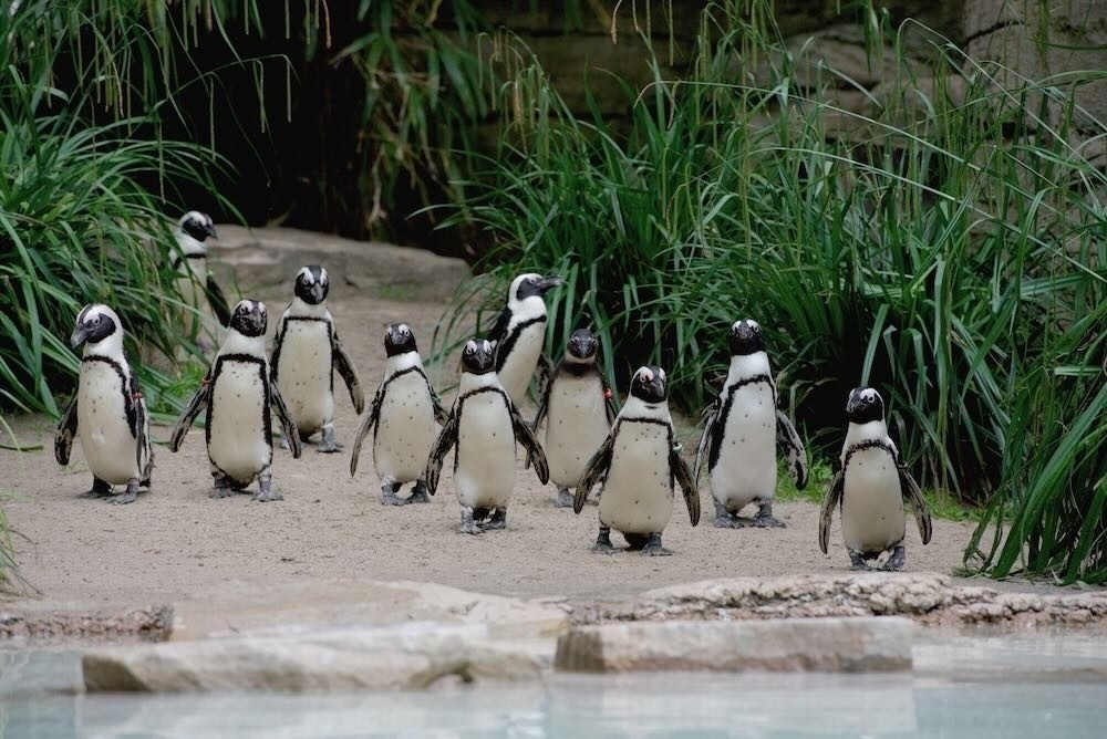 A group of penguins - Eine Gruppe Pinguine