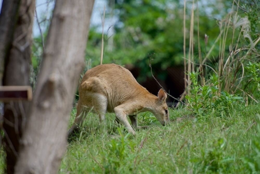 A kangaroo eating something in the grass - Ein Känguru im Gras
